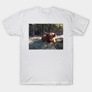 Scottish Highland Cattle Cow 2333 T-Shirt